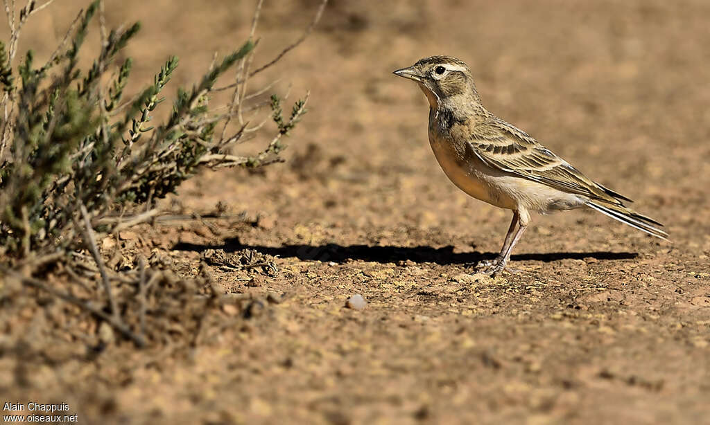 Alouette calandrelleadulte, identification