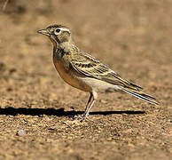 Greater Short-toed Lark