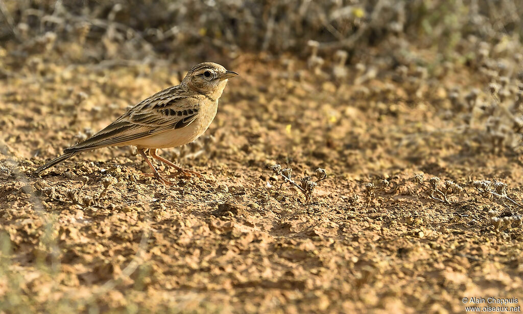 Alouette calandrelleadulte, identification, Comportement