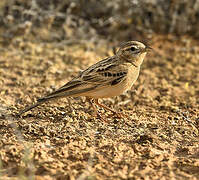 Greater Short-toed Lark