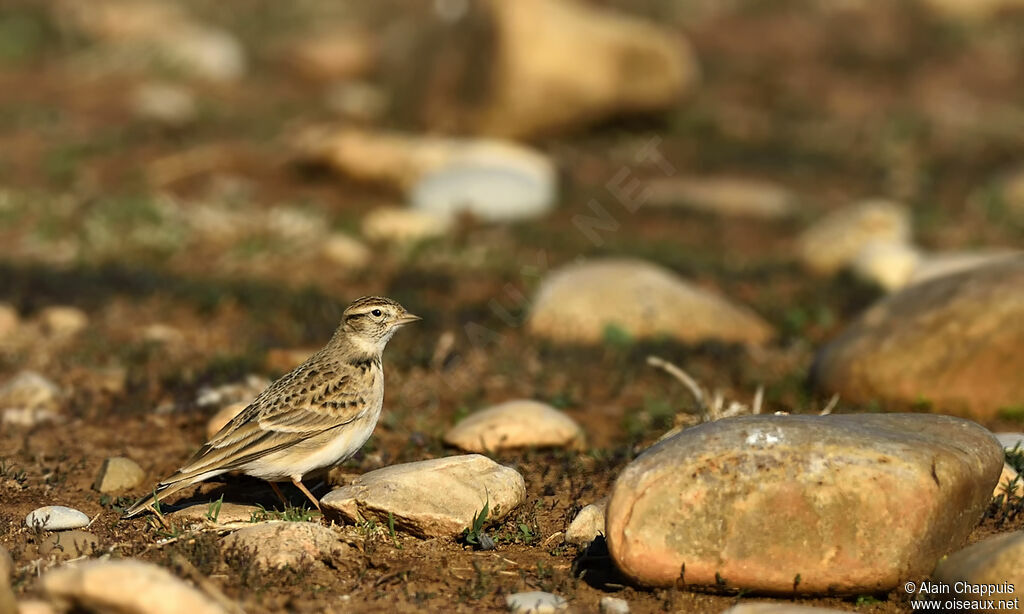 Greater Short-toed Larkadult, identification, walking, feeding habits