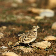 Greater Short-toed Lark