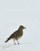 Eurasian Skylark