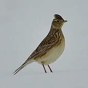 Eurasian Skylark