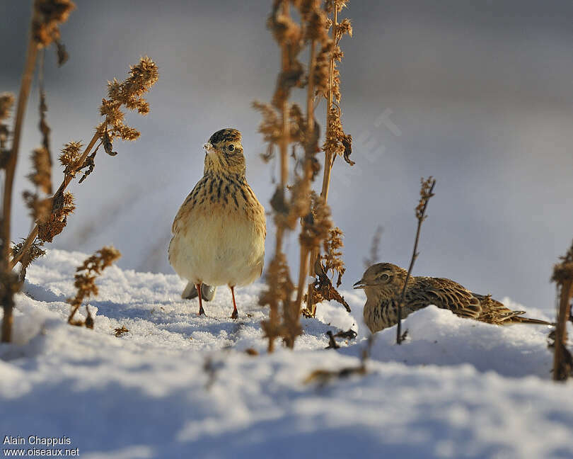 Eurasian Skylark, pigmentation, eats, Behaviour