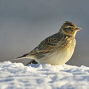 Eurasian Skylark