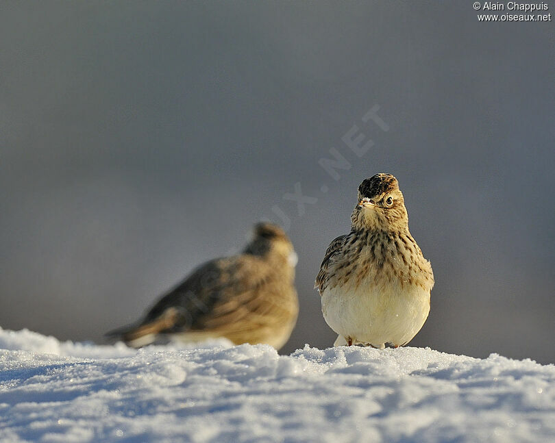 Eurasian Skylarkadult post breeding, identification, Behaviour