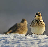 Eurasian Skylark