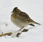 Eurasian Skylark