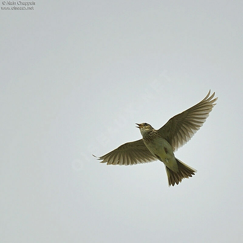 Alouette des champsadulte nuptial, identification, Vol, Comportement