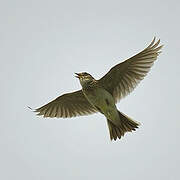 Eurasian Skylark