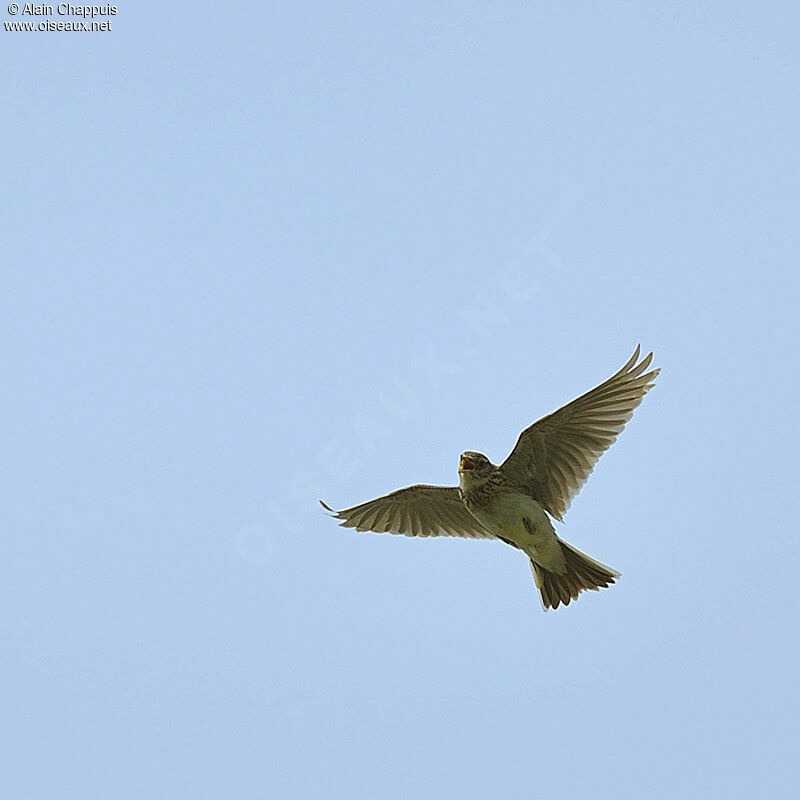 Alouette des champsadulte nuptial, identification, Vol, Comportement