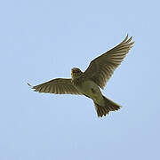 Eurasian Skylark