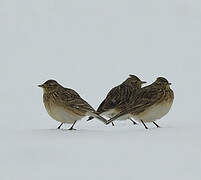 Eurasian Skylark