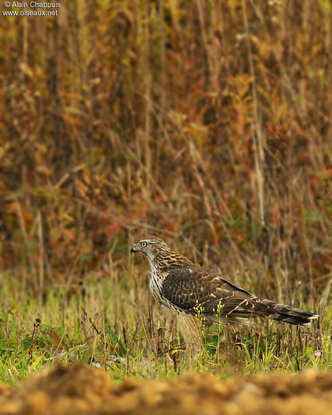 Northern GoshawkFirst year, identification, Behaviour