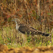 Eurasian Goshawk