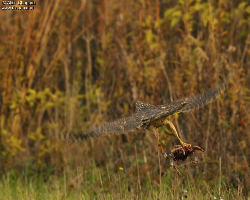 Eurasian GoshawkFirst year, identification, Flight, feeding habits, Behaviour