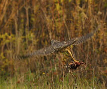 Northern Goshawk