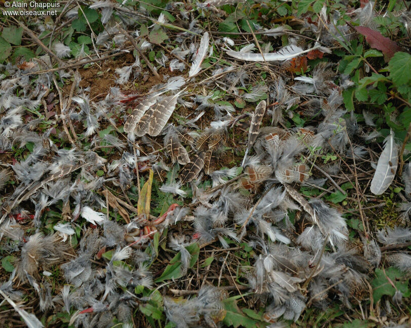 Eurasian Goshawk, feeding habits, Behaviour