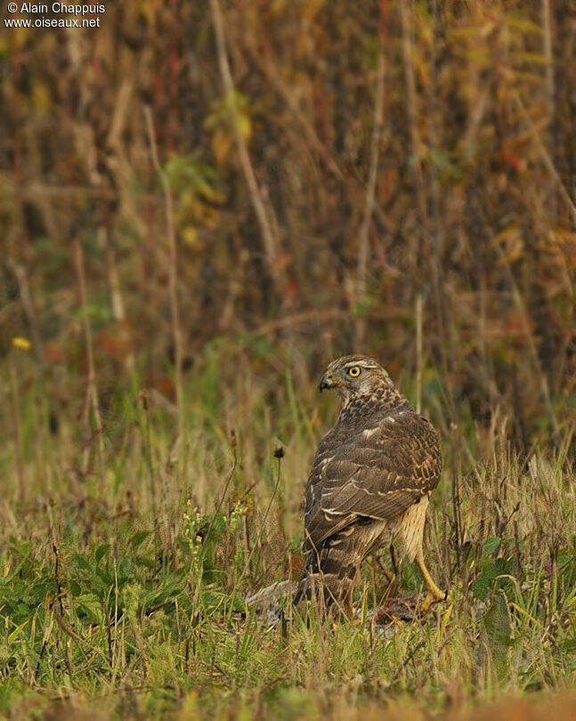 Northern GoshawkFirst year, identification, feeding habits, Behaviour