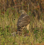 Eurasian Goshawk