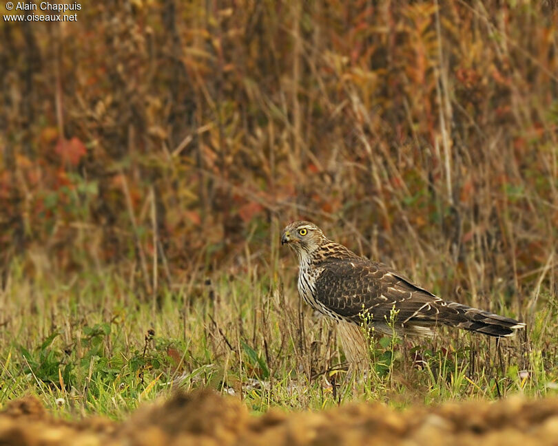 Eurasian GoshawkFirst year, identification, Behaviour