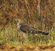 Eurasian Goshawk