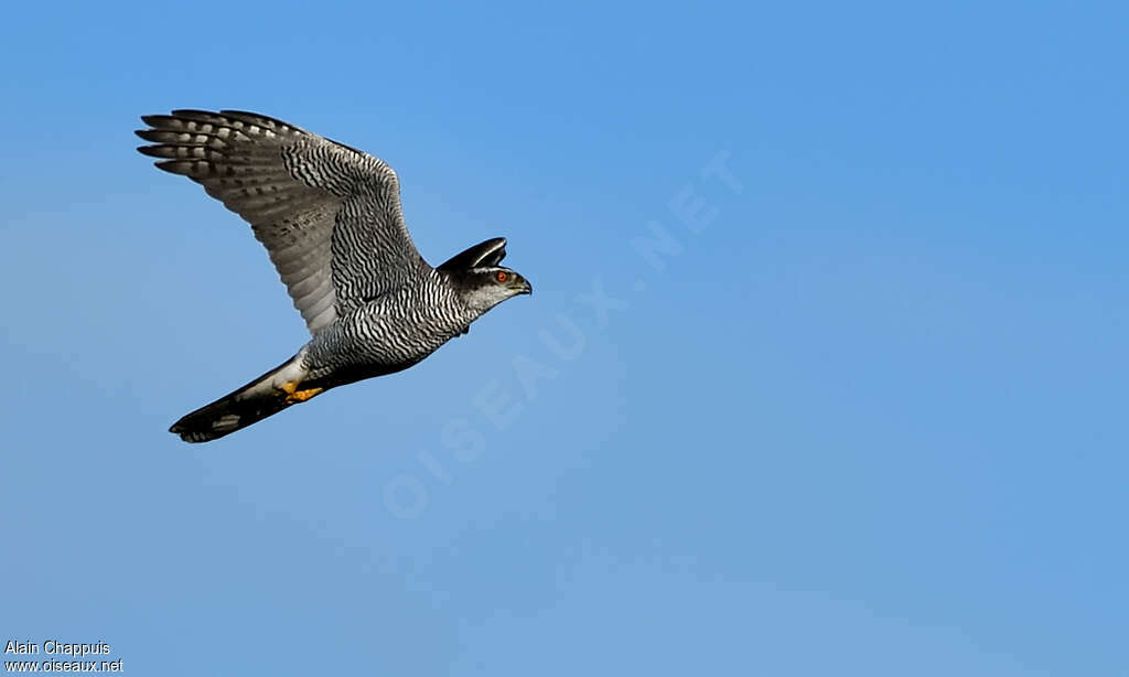 Eurasian Goshawk male adult, identification, Flight, fishing/hunting