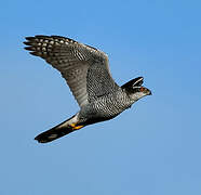 Eurasian Goshawk