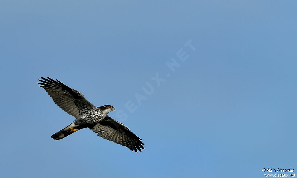 Northern Goshawk male adult, identification, Flight, fishing/hunting