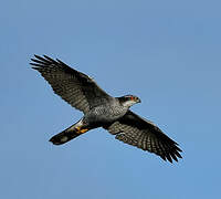 Eurasian Goshawk