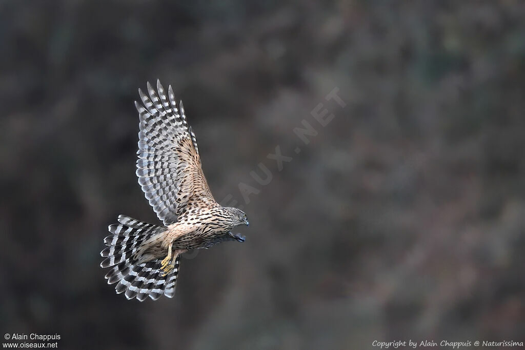 Eurasian GoshawkFirst year, identification