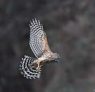 Eurasian Goshawk