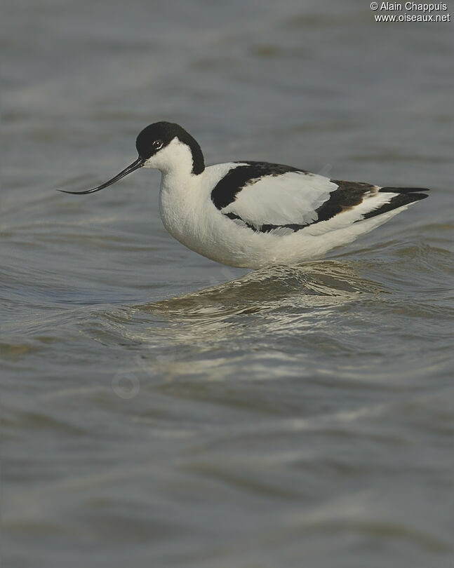 Avocette élégante mâle adulte nuptial, identification, Comportement