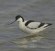 Avocette élégante