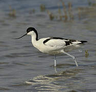 Pied Avocet