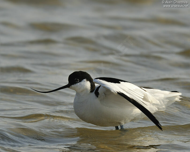 Avocette élégante mâle adulte nuptial, identification, Comportement