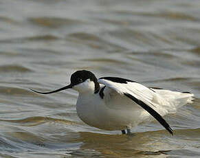 Avocette élégante