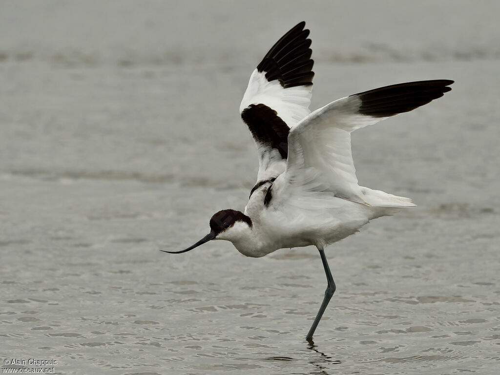 Avocette élégante1ère année, identification, Comportement