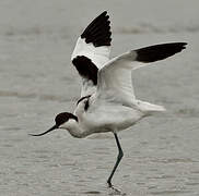 Pied Avocet