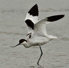 Avocette élégante