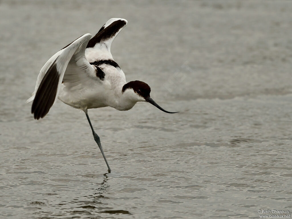 Avocette élégante1ère année, identification, Comportement