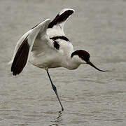 Pied Avocet