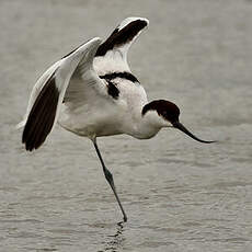 Avocette élégante