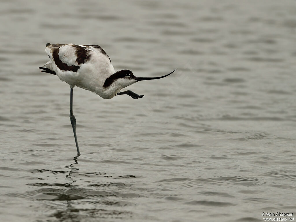 Pied AvocetFirst year, identification, Behaviour