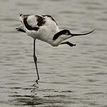 Avocette élégante