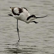 Pied Avocet