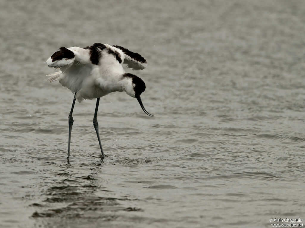 Pied AvocetFirst year, identification, Behaviour