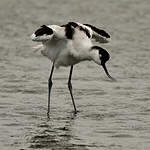 Avocette élégante