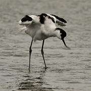 Pied Avocet